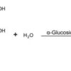 α-Glucosidase from Saccharomyces cerevisiae
