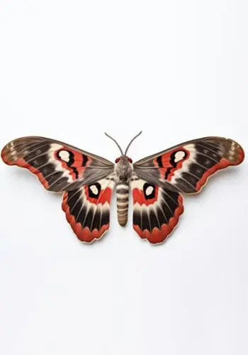 Pheromones