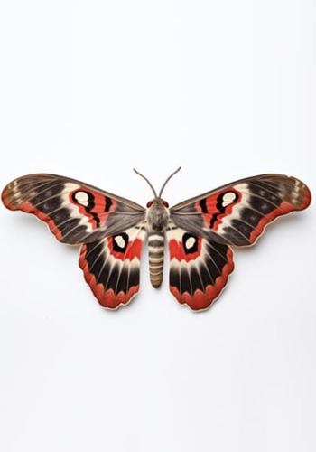 Pheromones