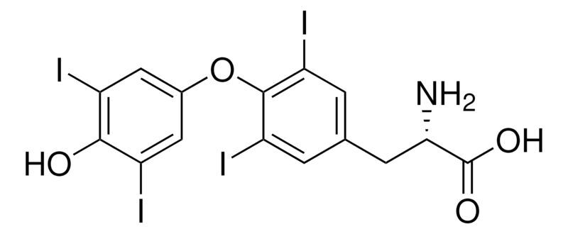 L-Thyroxine