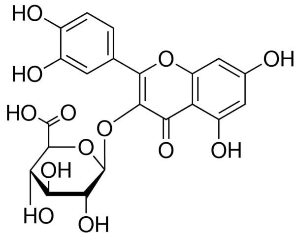Quercetin 3-glucuronide