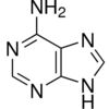 Adenine