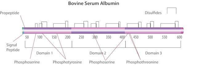 Albumin from mouse serum