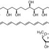 Amphotericin B solution