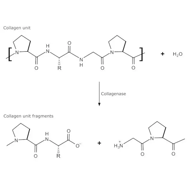 Collagenase from Clostridium histolyticum
