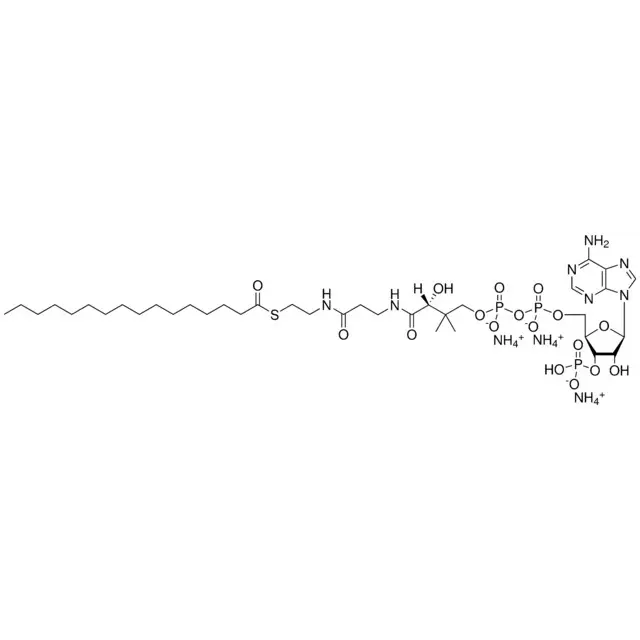 16:0 Coenzyme A