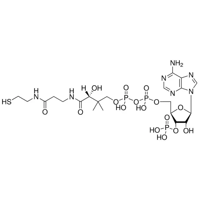 Coenzyme A (free acid)