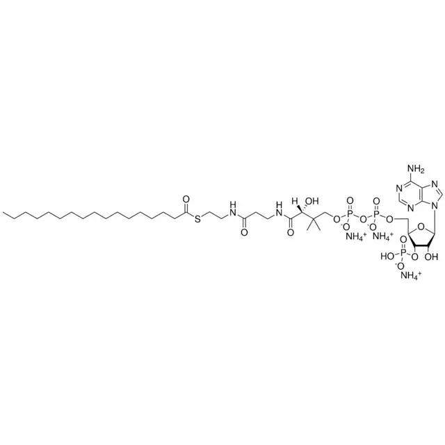17:0 Coenzyme A