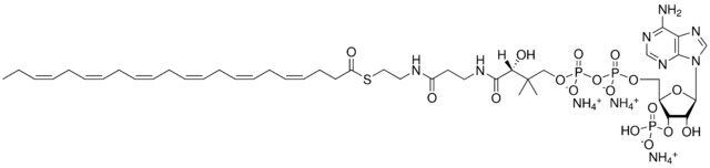 22:6 Coenzyme A