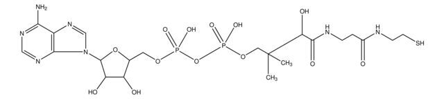 3′-Dephosphocoenzyme A