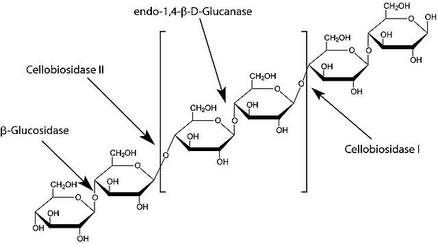 Cellulase from Aspergillus niger