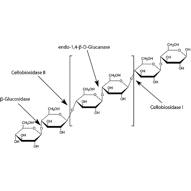 Cellulase from Aspergillus niger