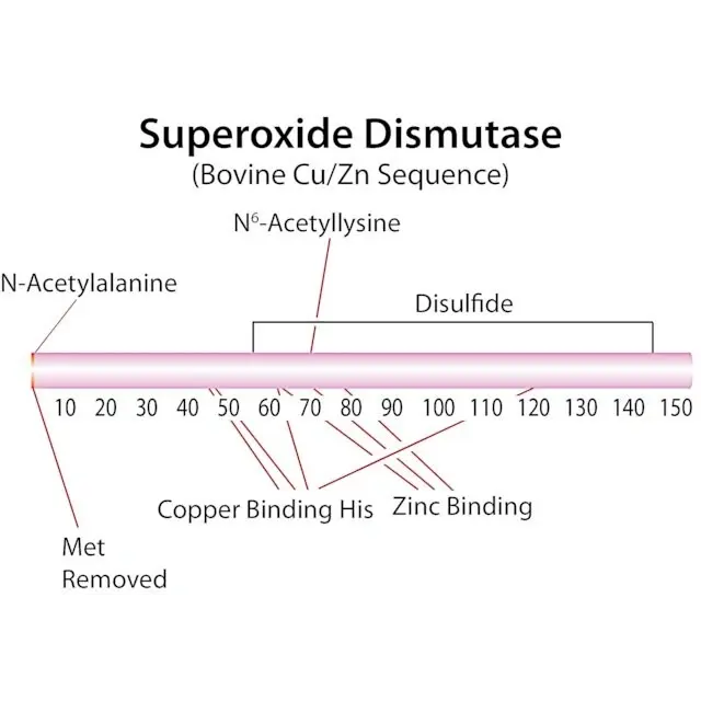 Superoxide Dismutase from bovine erythrocytes