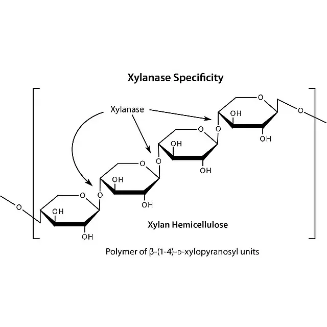 Xylanase