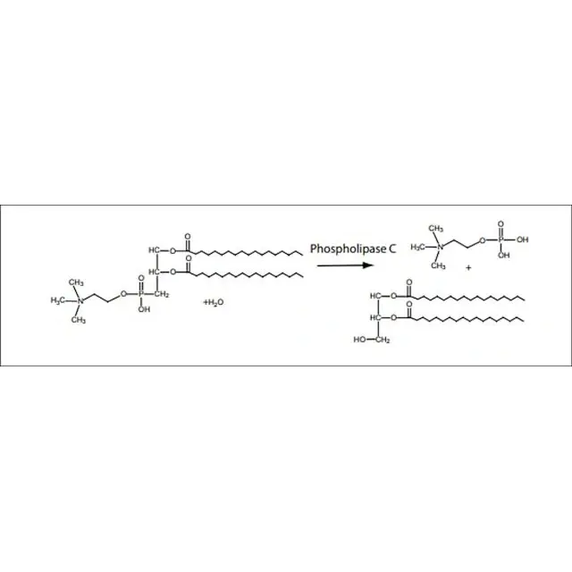 Phospholipase C from Bacillus cereus