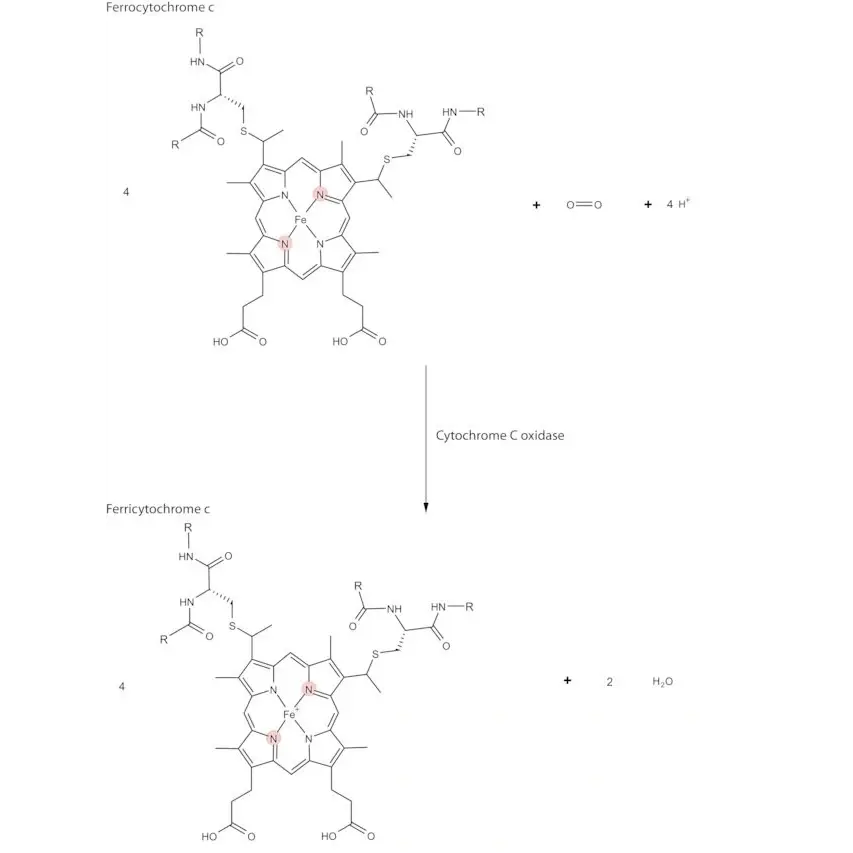 Cytochrome c Oxidase from bovine heart