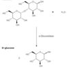 α-Glucosidase from Saccharomyces cerevisiae