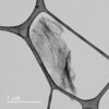 R2R Monolayer large grain CVD graphene on silicon wafer