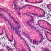 Hematoxylin cryst. (C.I. 75290)