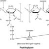 Lysozyme from chicken egg white