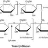 Lyticase from Arthrobacter luteus