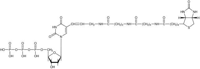 Biotin-16-dUTP