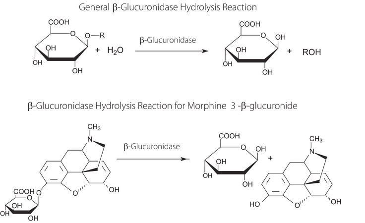 Fast β-Glucuronidase, Recombinant