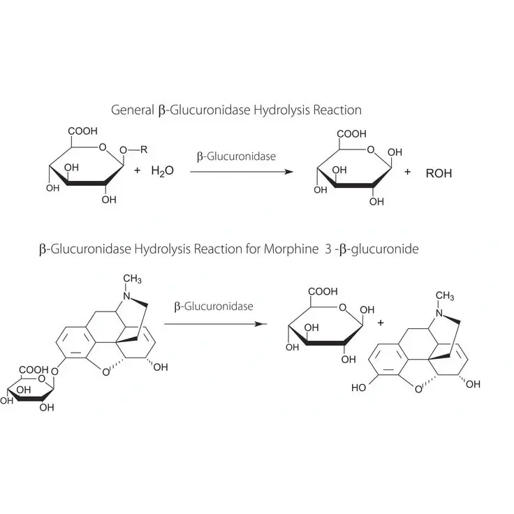 Fast β-Glucuronidase, Recombinant