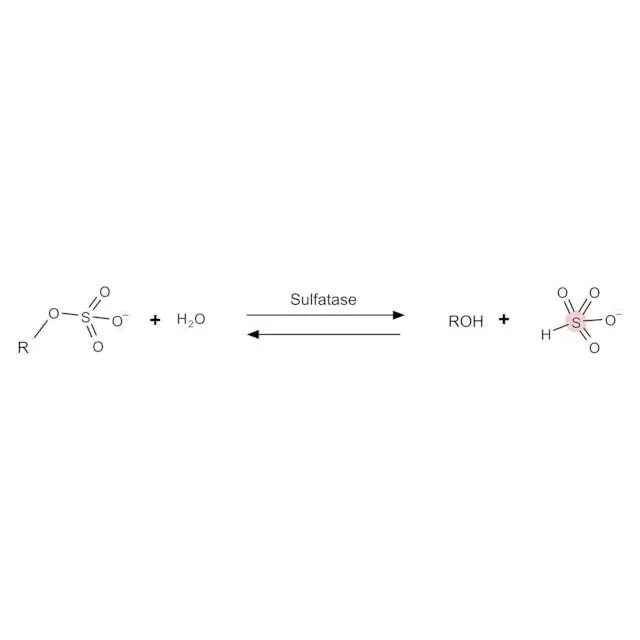 Sulfatase from abalone entrails