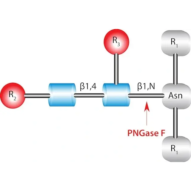 Glycopeptidase A from almonds