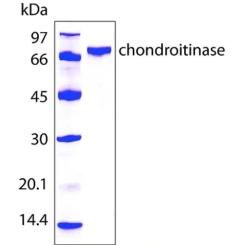 Chondroitinase AC from Flavobacterium heparinum