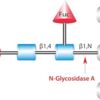 PNGase F from Elizabethkingia miricola