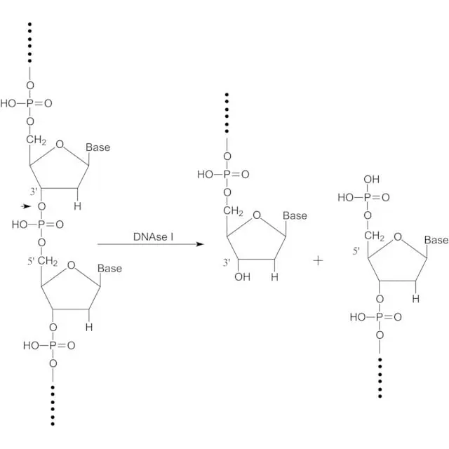 Deoxyribonuclease I from bovine pancreas