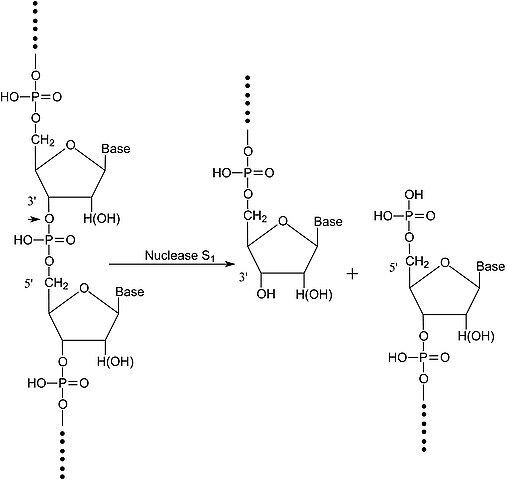 Nuclease S1 from Aspergillus oryzae