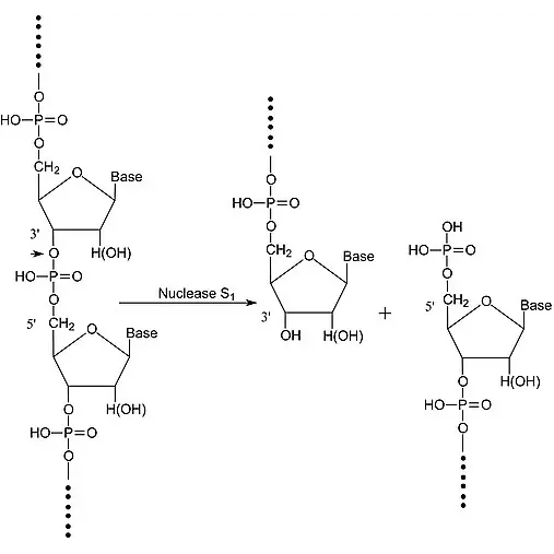 Nuclease S1 from Aspergillus oryzae