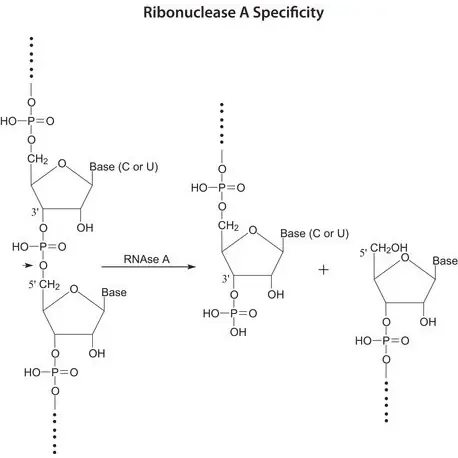 Ribonuclease A from bovine pancreas
