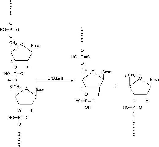 Deoxyribonuclease II from bovine spleen