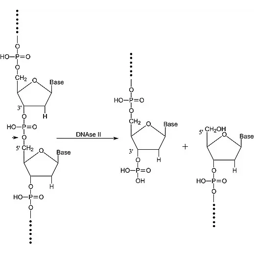 Deoxyribonuclease II from bovine spleen