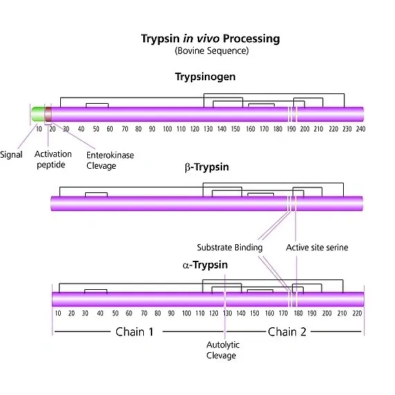 Trypsin from bovine pancreas