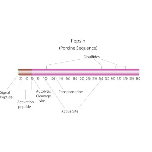 Pepsin