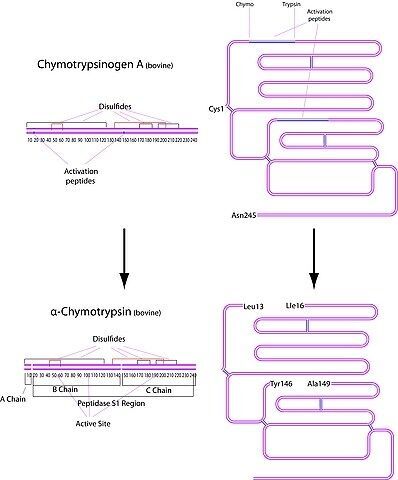 Chymotrypsin