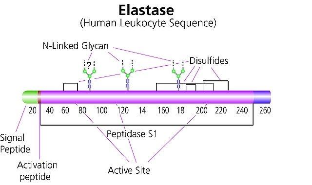 Elastase from human leukocytes