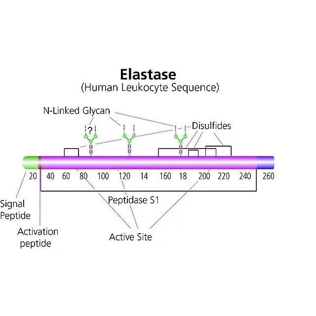 Elastase from human leukocytes