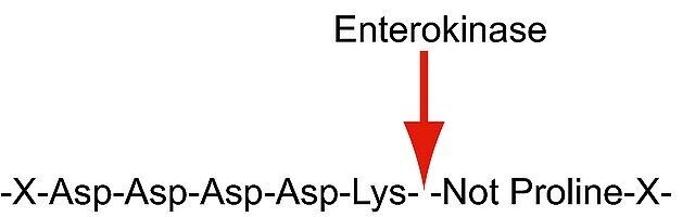 Enterokinase from bovine intestine