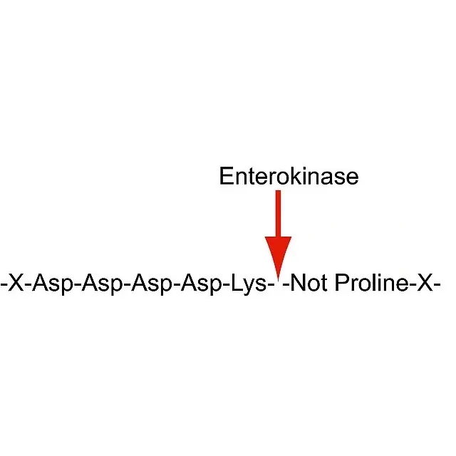 Enterokinase from bovine intestine