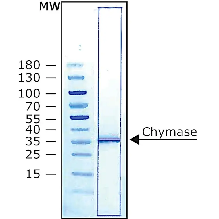 Chymase human