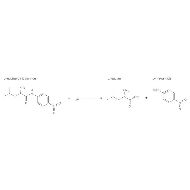 Aminopeptidase I from Streptomyces griseus