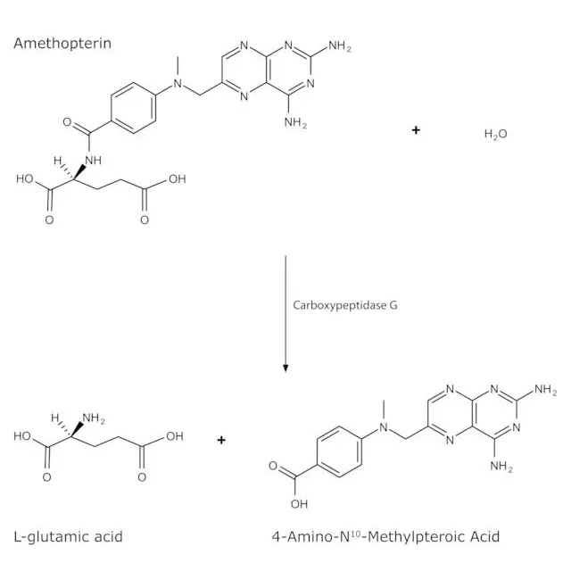 Carboxypeptidase G from Pseudomonas sp.