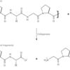 Collagenase from Clostridium histolyticum