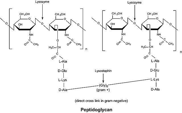 Lysozyme from chicken egg white